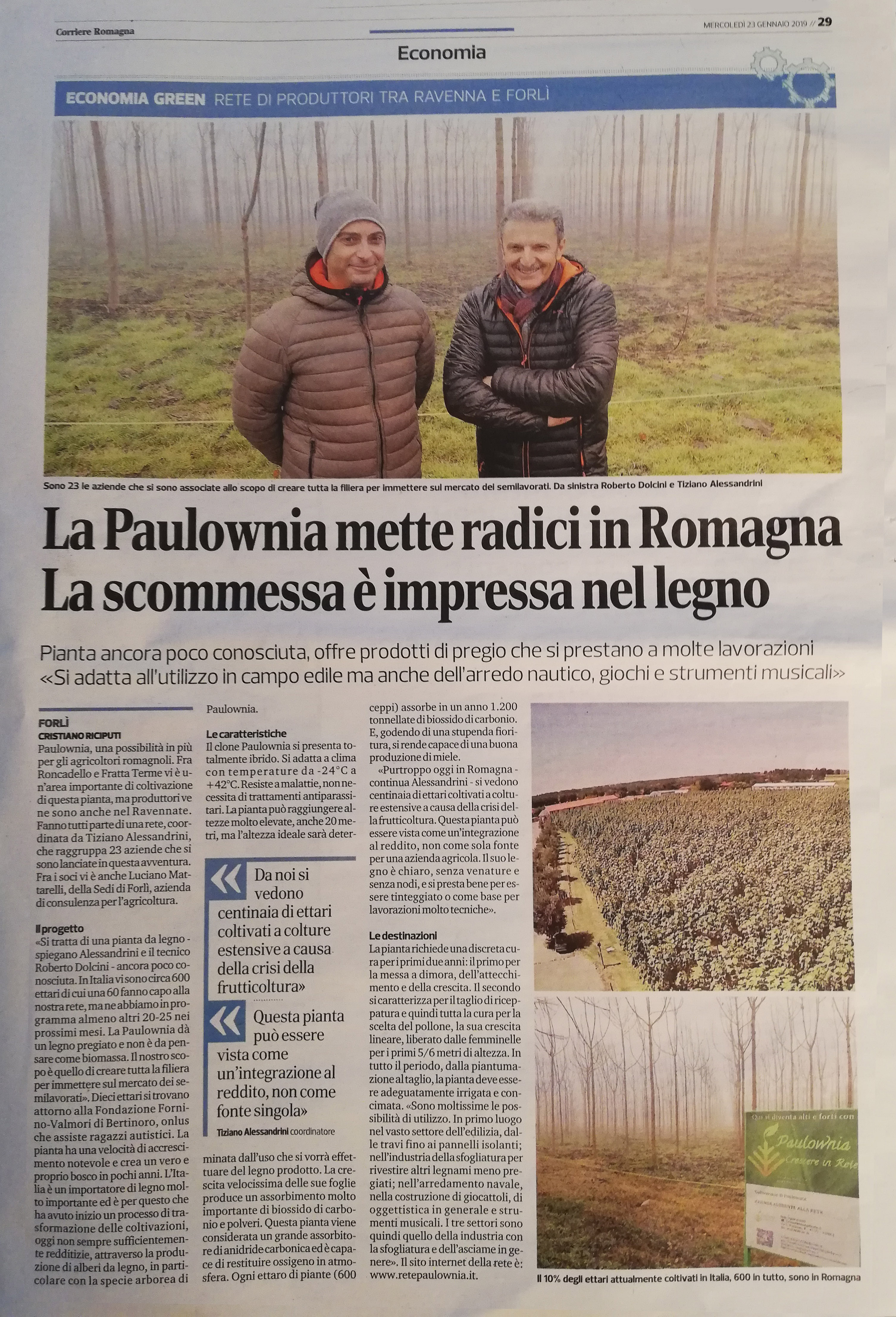 La Paulownia mette radici in Romagna
